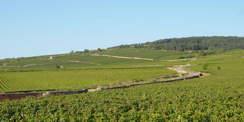 Vignoble de Pommard