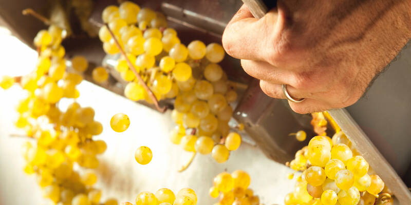 Climats du Vignoble de Bourgogne - Vendange - Chardonnay