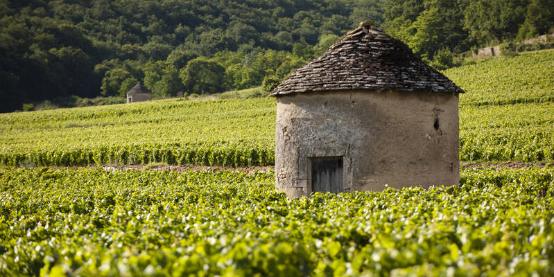 Savigny les Beaune
