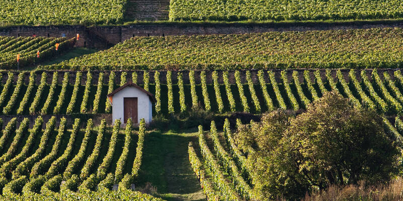 Climats du Vignoble de Bourgogne - Parcelles et cabiote